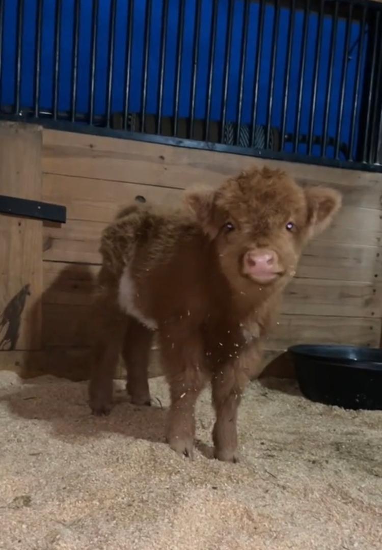 Micro mini cows for sale
