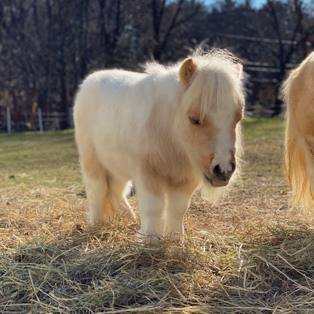 mini horse for sale