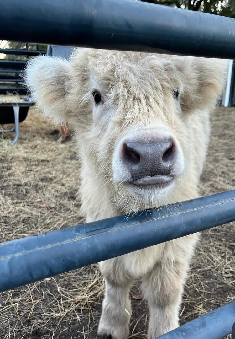 Mini cow for sale