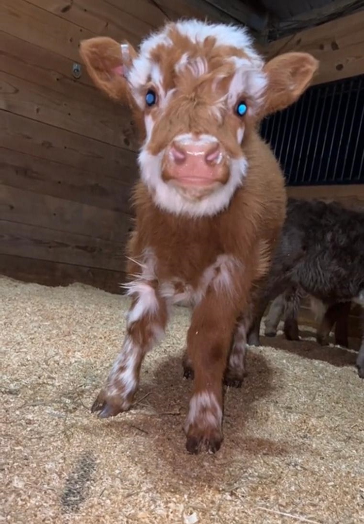 Miniature cows for sale