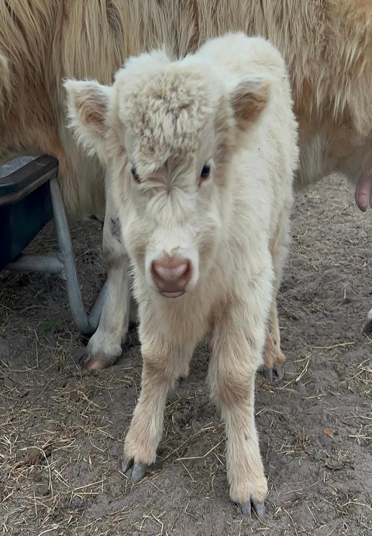 Mini cows for sale
