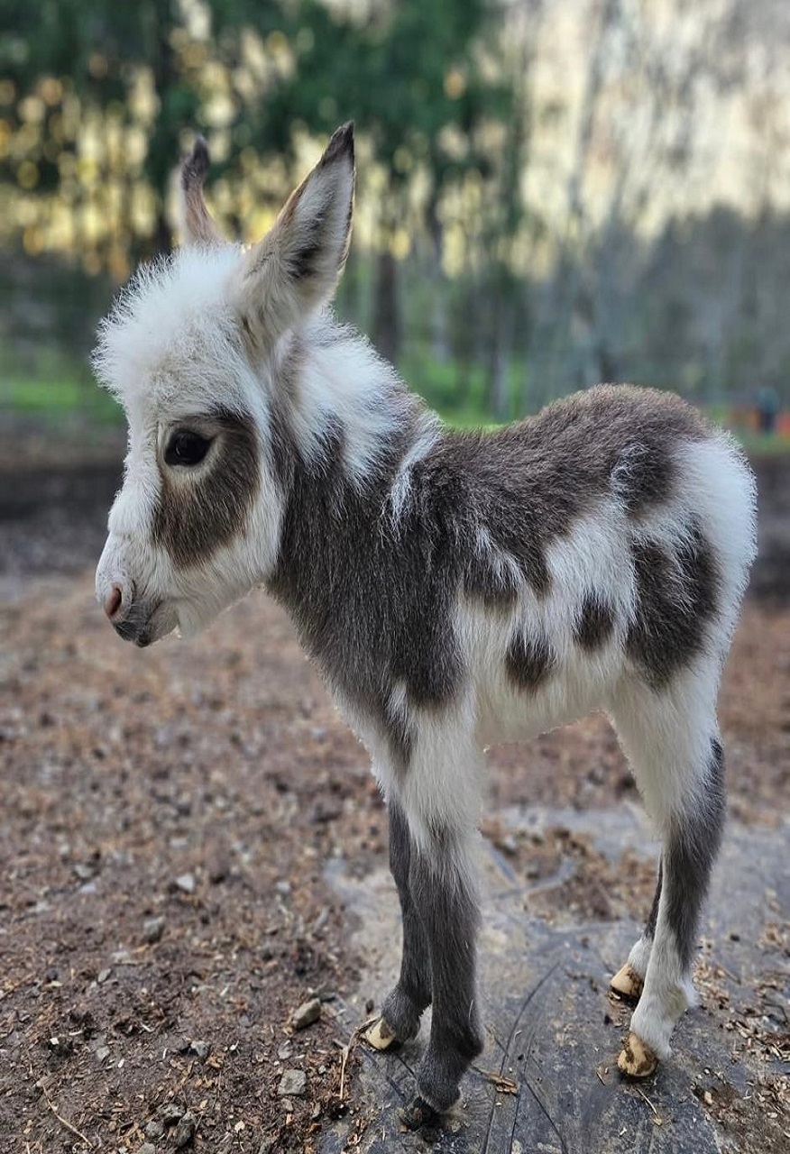 Mini donkey for sale​