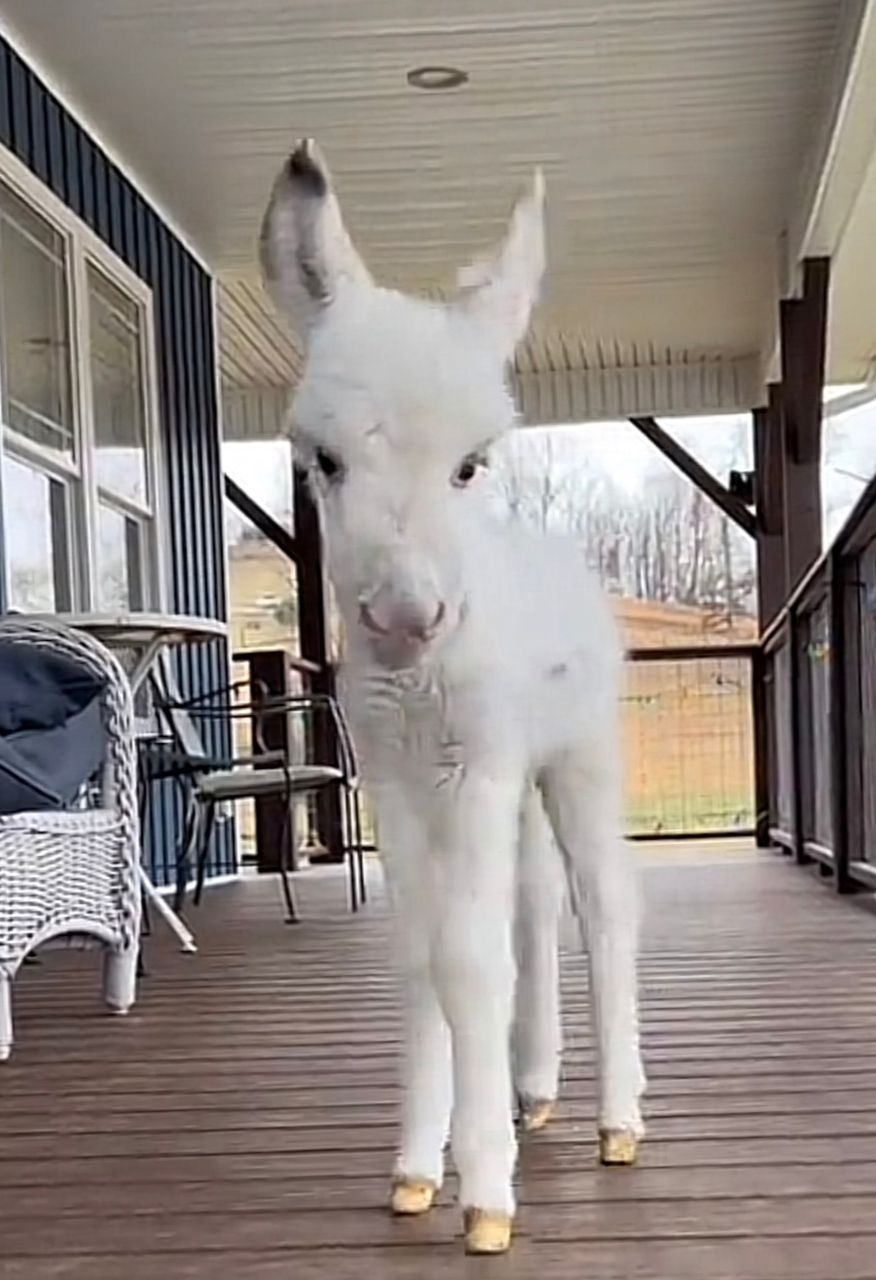 Mini donkeys for sale​