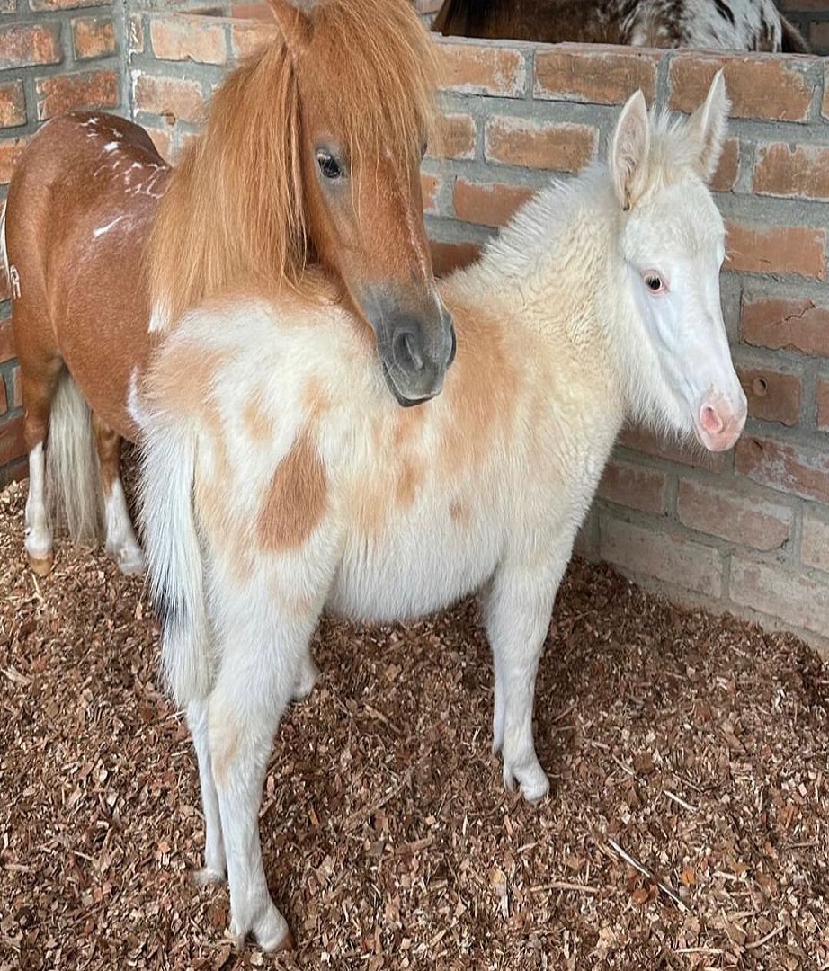 mini horses for sale in ohio