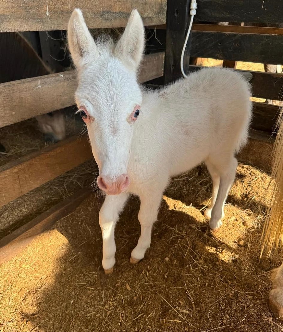 mini horse for sale near me