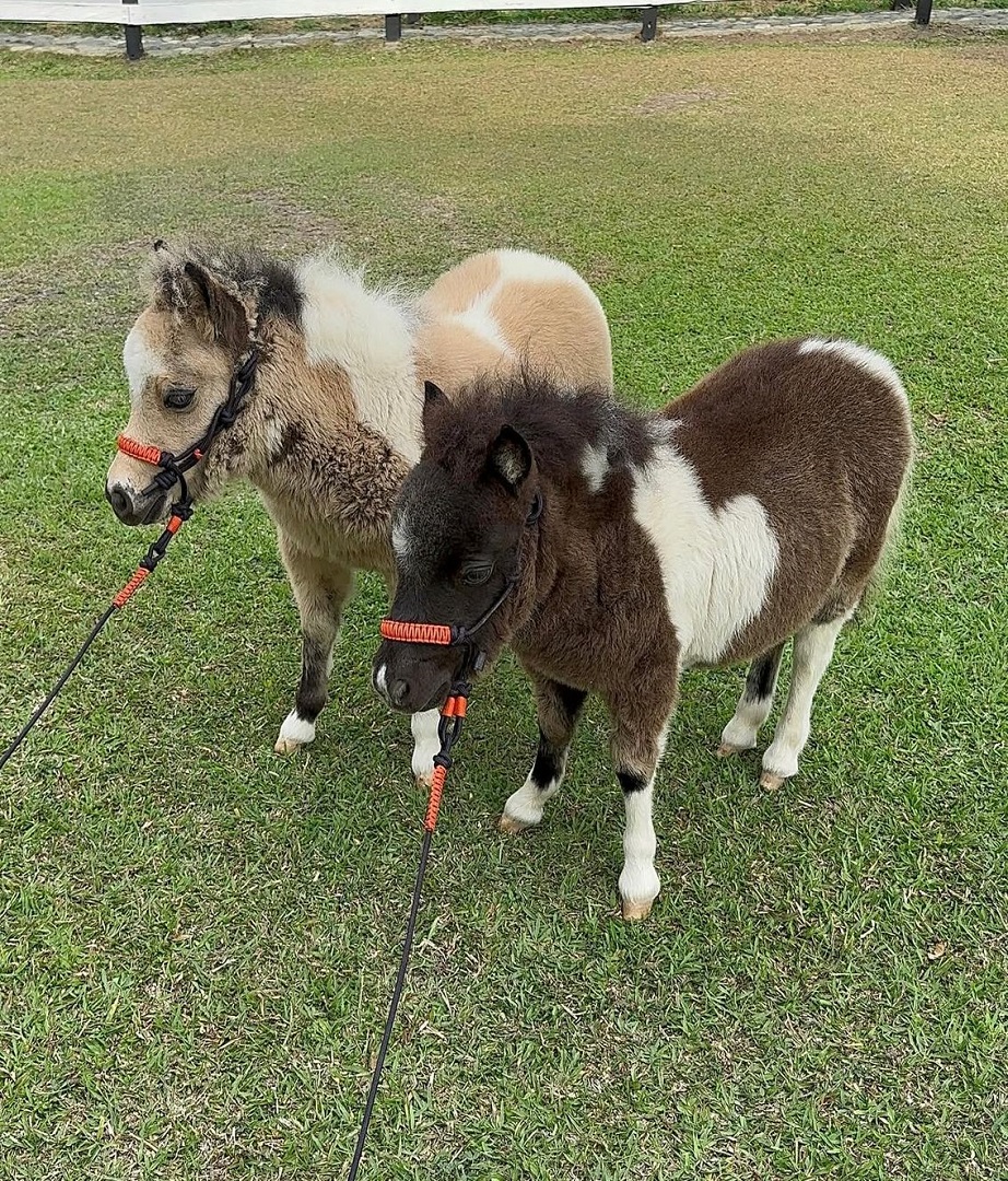 mini horse for sale