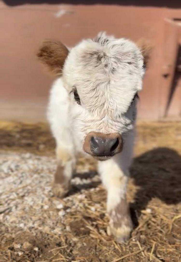 Mini moo cow​