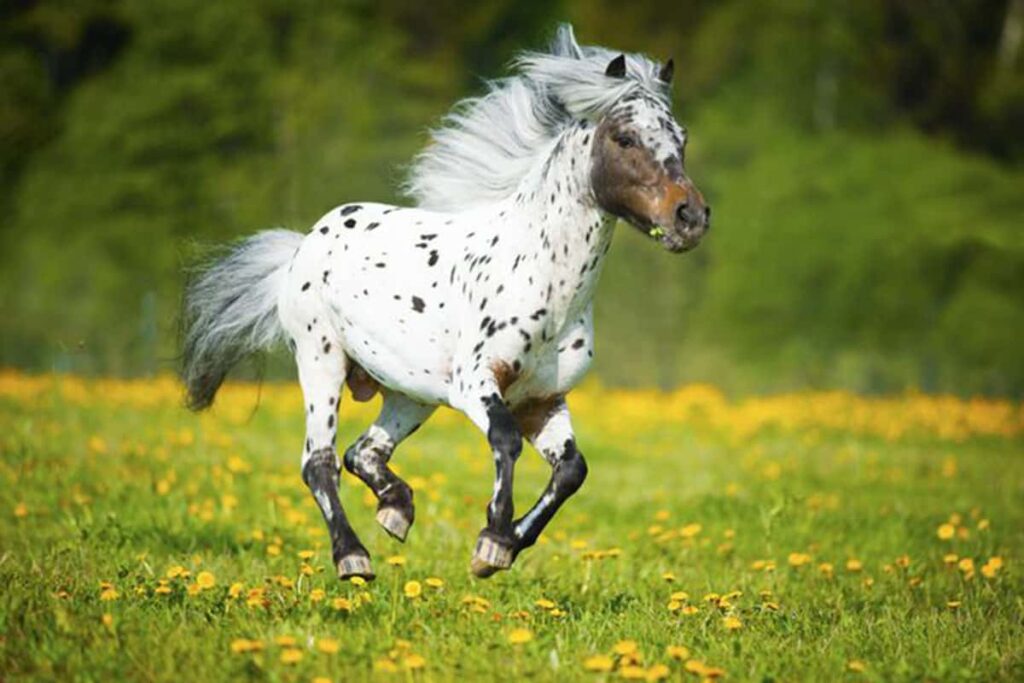 mini horses for sale in ohio