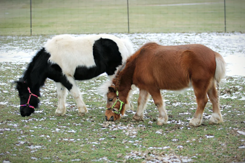 mini horses for sale in texas