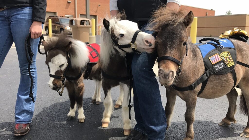 mini horse for sale near me