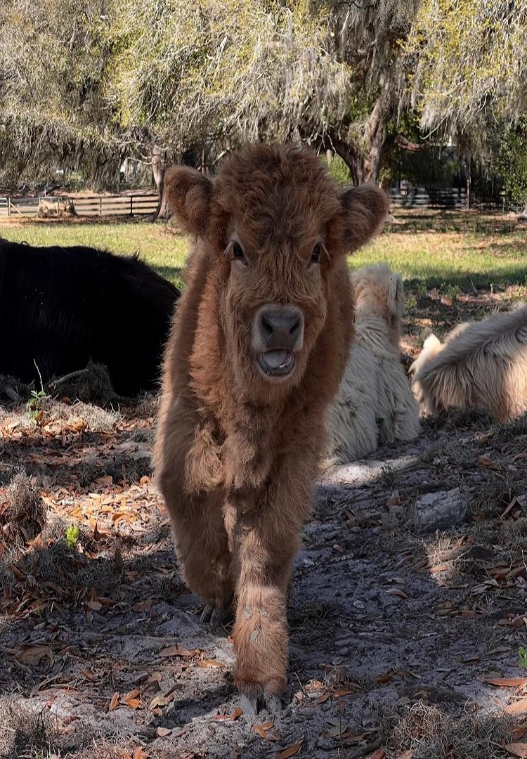 Mini moo cows​