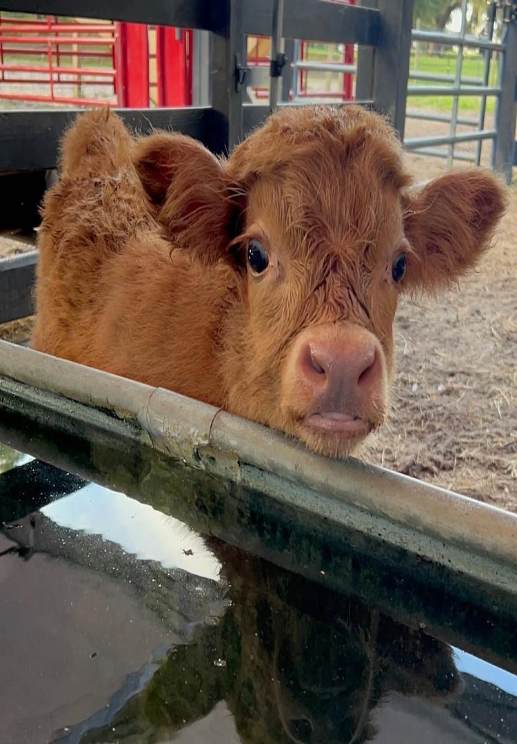Miniature cow for sale